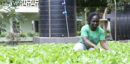 MIS-EM-2020-08-14-Organic Farm Ghana