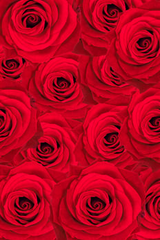background made of red roses